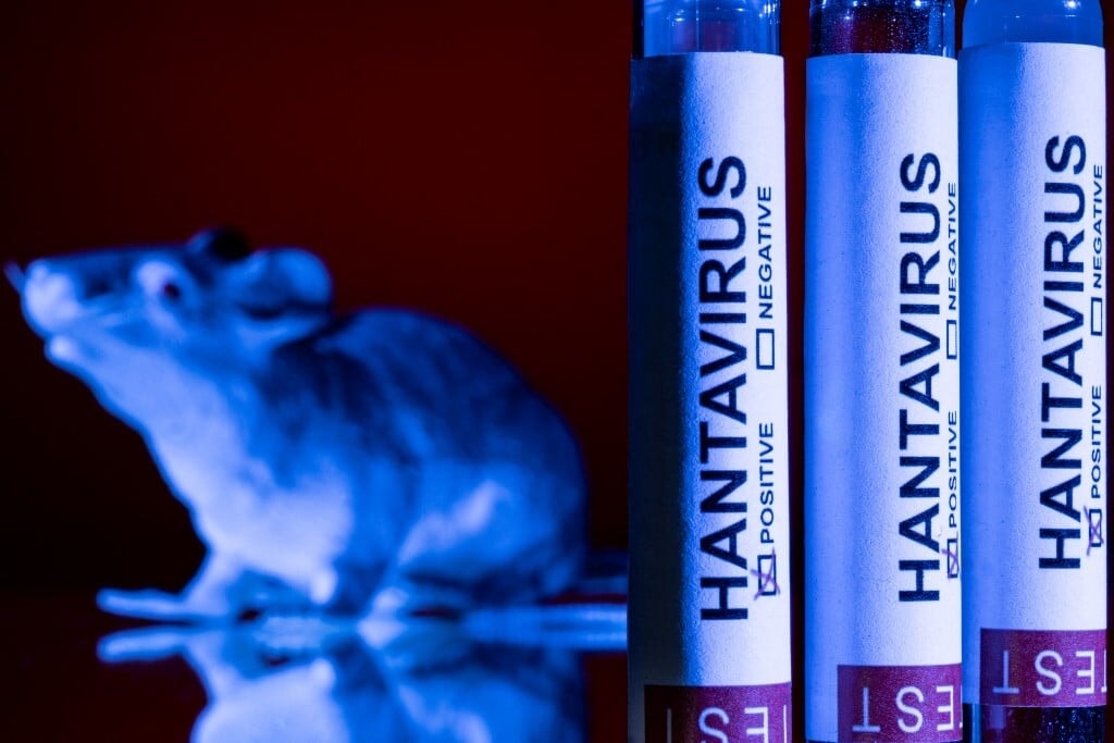 Nem COVID, de figyelmet igényel a hantavírus