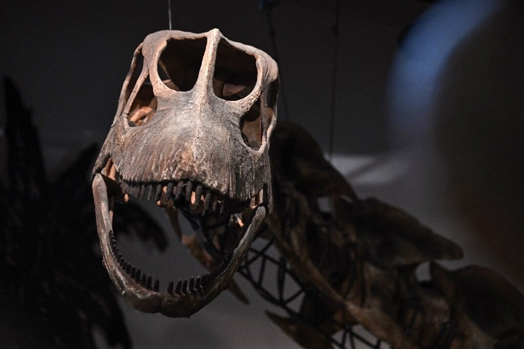Sorra fedezik fel az új dinoszauruszokat