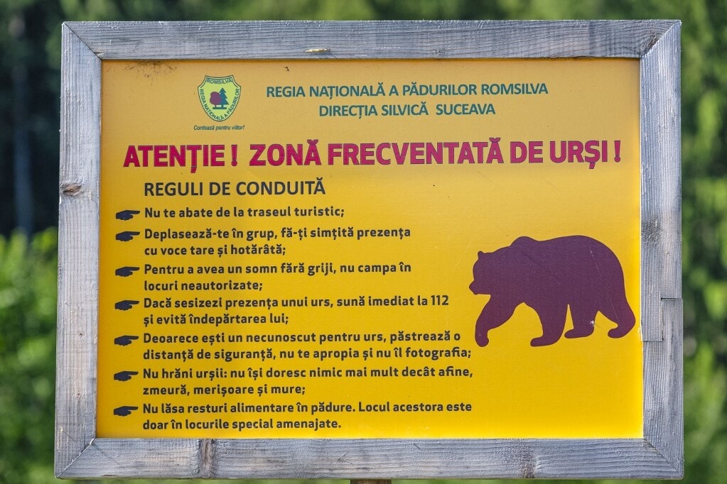 Keményen büntetik a medvéket etető turistákat
