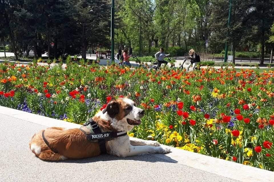 A szárazság miatt a növények megváltoztatják a virágzási idejüket