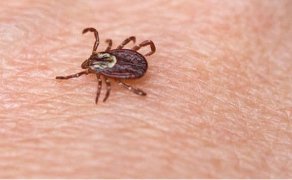 Új eljárás segíthet kimutatni a Lyme-kórt