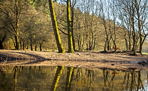 Az Agrárminisztérium támogatja az erdőtelepítést